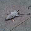 Should NYC Have A Dead Rat Dump?